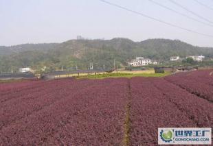 精選園林苗木小苗 助力景觀綠化與農(nóng)副產(chǎn)品高質(zhì)量發(fā)展的綠色橋梁