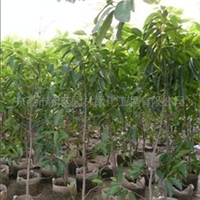 匠心筑綠，品質造景 東莞市新藝園林綠化工程有限公司探析