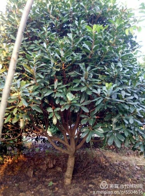 匠心育綠意，生態繪宏圖——記宜興市張渚園林綠化苗木場的園林綠化篇章